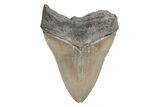 Bargain, Fossil Megalodon Tooth - Serrated Blade #201934-2